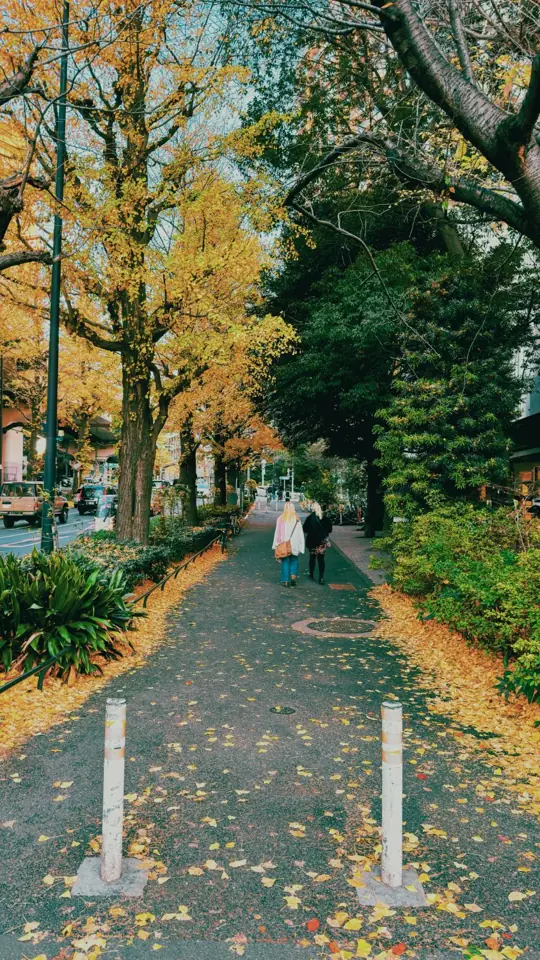 A ginkgo-lined path in autumn