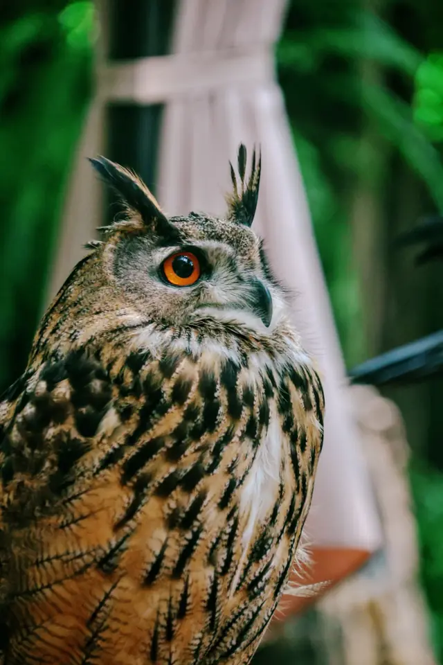 A close-up of an eagle owl
