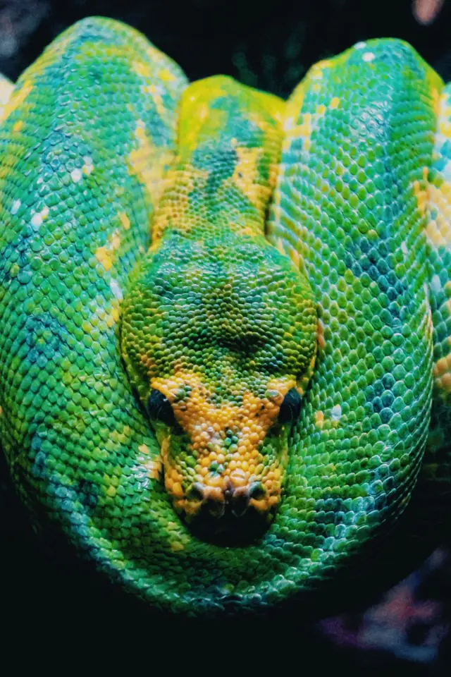 A green tree python coiled up